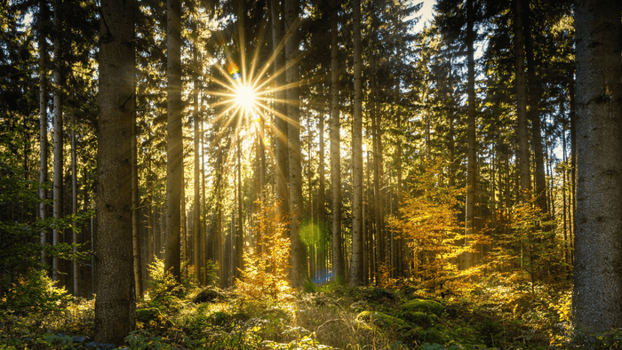 Les rayons du soleil traversent une forêt dense et créent une ambiance lumineuse chaleureuse et apaisante – symbole de thermothérapie naturelle et de détente