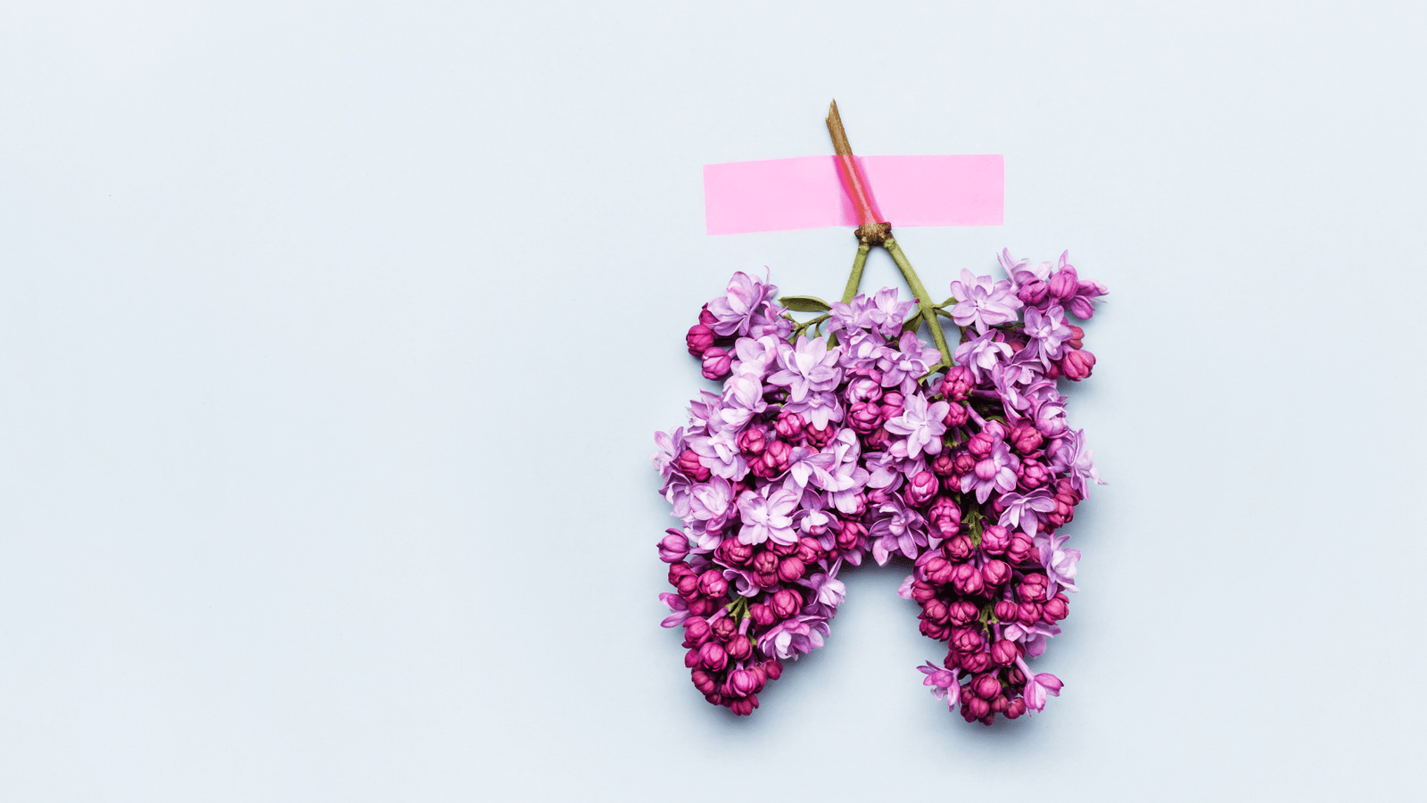 Un poumon fait de fleurs violettes.